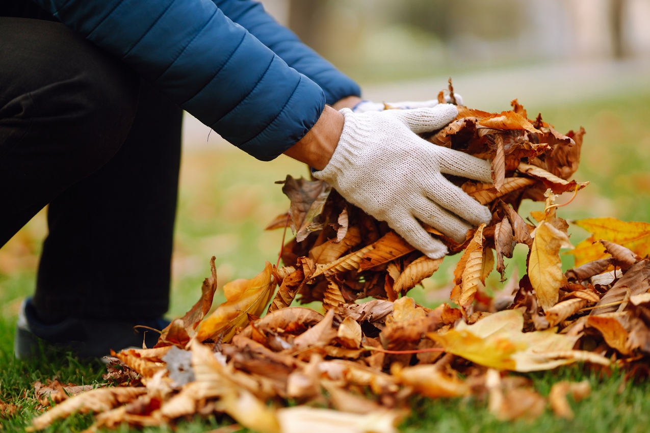 Ménage d'automne de votre jardin