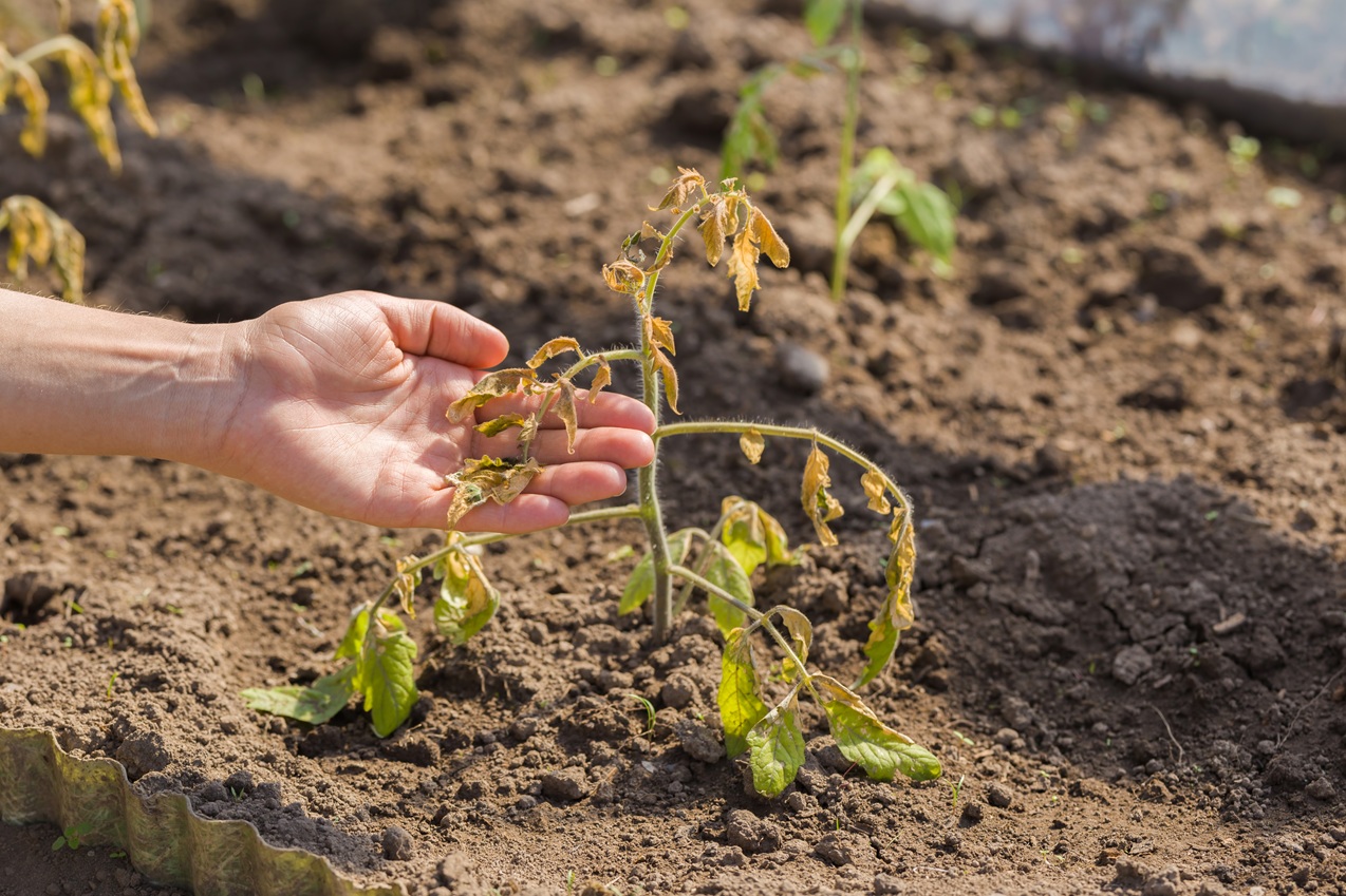 Jardin d'été : astuces pour un entretien économe en eau